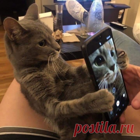 Мой кот открыл для себя селфи!