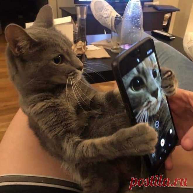Мой кот открыл для себя селфи!