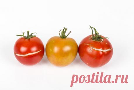 Лучшие томаты для длительного хранения: особенности ухода и правильный сбор плодов