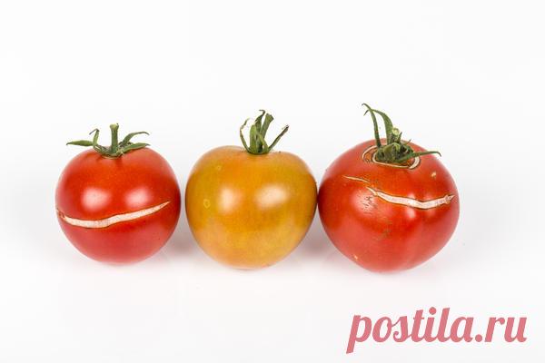 Лучшие томаты для длительного хранения: особенности ухода и правильный сбор плодов