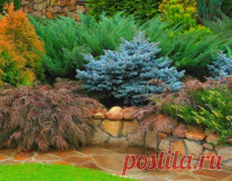 Поливать ли хвойные деревья осенью? / Асиенда.ру