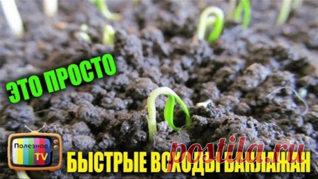СЕЮ БАКЛАЖАНЫ ТОЛЬКО ЭТИМ СПОСОБОМ БЫСТРЫЕ ВСХОДЫ ГАРАНТИРОВАНЫ