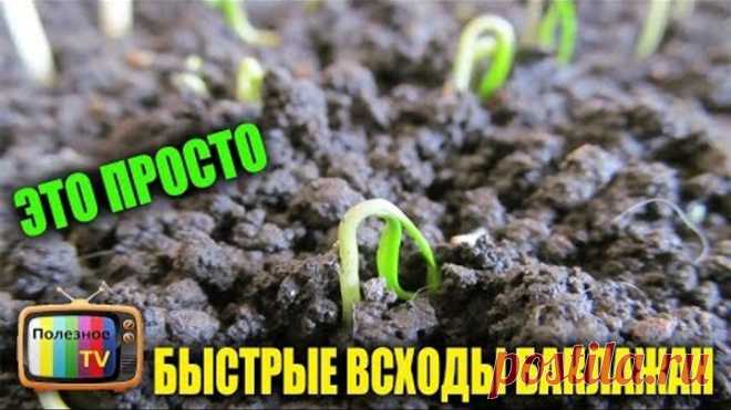 СЕЮ БАКЛАЖАНЫ ТОЛЬКО ЭТИМ СПОСОБОМ БЫСТРЫЕ ВСХОДЫ ГАРАНТИРОВАНЫ