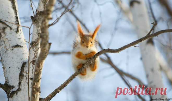 Автор фото: Анатолий Плоцкий