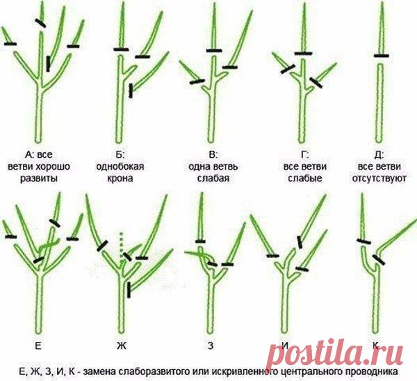 Что нужно знать про обрезку молодых яблонь.