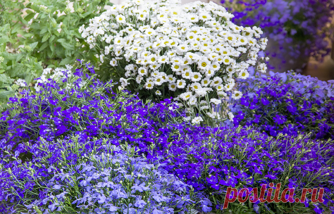 САДОВО-ДАЧНОЕ! ДЛЯ ДУШИ