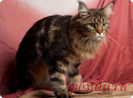 Эти необычные коты…