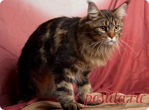 Эти необычные коты…