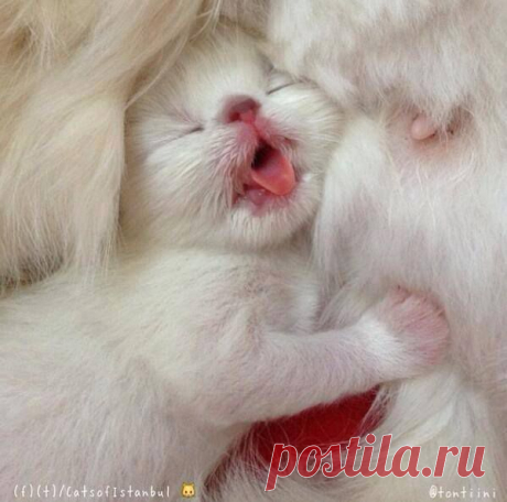 (22) Papatya örgüler - Timeline Photos