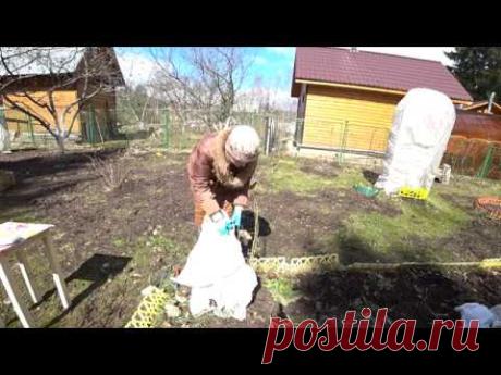 ОТКРЫВАЕМ РОЗЫ ВЕСНОЙ. УХОД ЗА РОЗАМИ ПОСЛЕ ЗИМЫ - YouTube