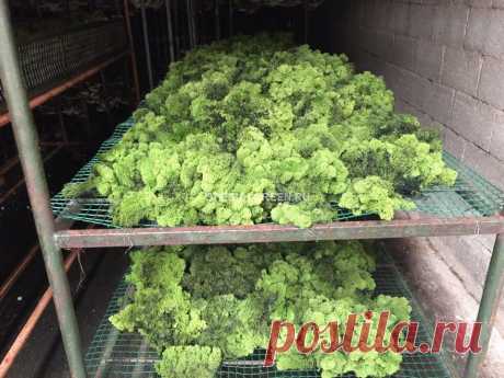 Мох для стабилизации какой нужно Рукоделие для дома своими руками. Мастер-классы, уроки и креативные идеи.