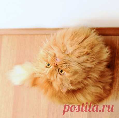 Рыжий перс Garfi