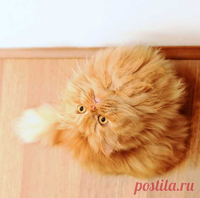 Рыжий перс Garfi