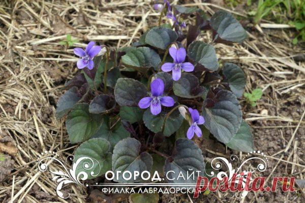 Фиалка лабрадорская | ОГОРОД.сайт