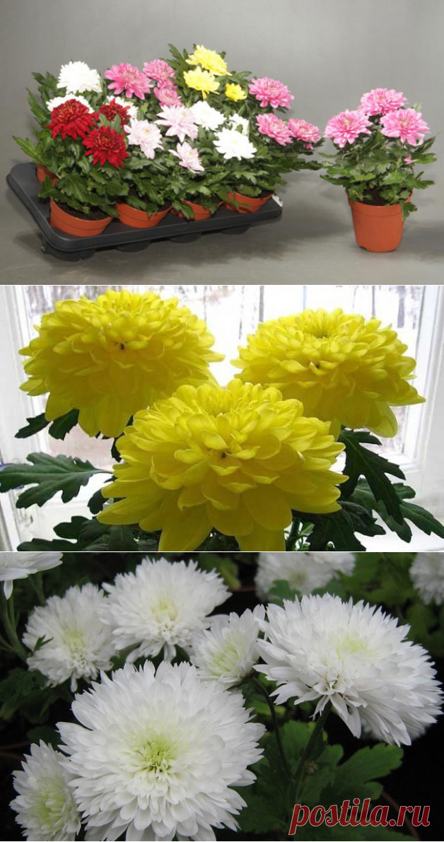 Хризантема комнатная — уход в домашних условиях