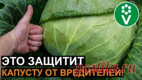 Почему на моей Капусте Нет Вредителей? 3 Абсолютно Безопасных способа борьбы! | Procvetok | Дзен