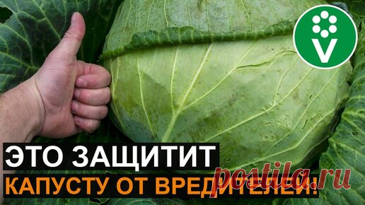 Почему на моей Капусте Нет Вредителей? 3 Абсолютно Безопасных способа борьбы! | Procvetok | Дзен