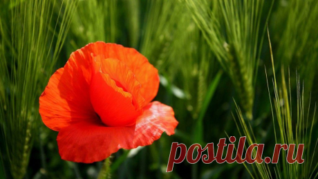 ᴼᴿᴵᴳᴵᴺᴬᴸ   SМАЙЛИКИ   (ړײ)
ღМилана ღ