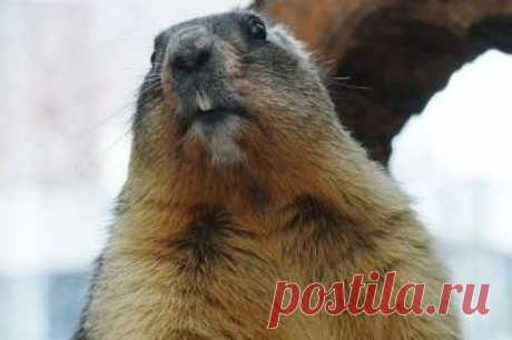 Планета Земля и Человек: Сурки из Ленинградского зоопарка будут спать в "день сурка" и не увидят свою тень