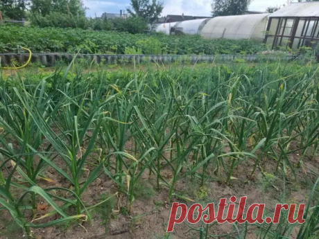 Соседи раскроют рты: какие 2 подкормки делают чесночные головки гигантскими – вносить в конце июня. У всех соседей чеснок мельчает, а ваш может стать гигантским! Раскрываем чудо-рецепт, который гарантирует невероятный урожай крупных головок. Этот простой метод работает безотказно и совершенно безопасен.