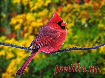 Красный (виргинский) кардинал – певчая птица семейства кардиналовых (Cardinalidae). Естественным ареалом ее обитания являются восточные штаты США и юго-восточное побережье Мексики и Канады. Встречается она на территории Гавайских и Бермудских островов и Калифорнии. Вот уже на протяжении нескольких столетий импортируется в Западную Европу как экзотическая домашняя птица.