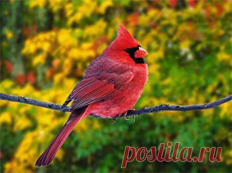 Красный (виргинский) кардинал – певчая птица семейства кардиналовых (Cardinalidae). Естественным ареалом ее обитания являются восточные штаты США и юго-восточное побережье Мексики и Канады. Встречается она на территории Гавайских и Бермудских островов и Калифорнии. Вот уже на протяжении нескольких столетий импортируется в Западную Европу как экзотическая домашняя птица.