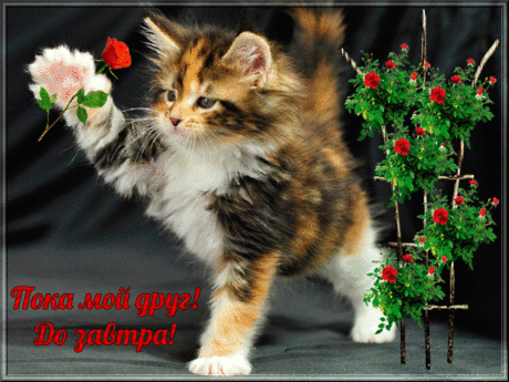 poka.gif (1024×768)