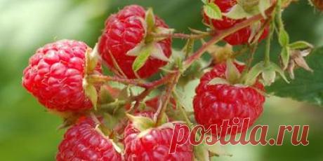 Сколько веток оставить на кусте малины? / малина / 7dach.ru