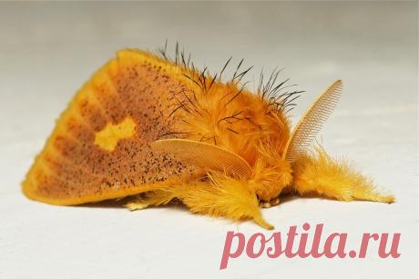 волнянка Euproctis plagiata