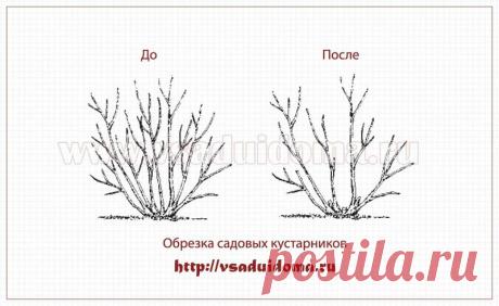 Обрезка ягодных кустов