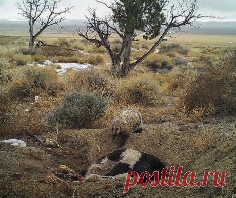 Делать запасы впрок – обычное дело. Белка, например, прячет орехи, а вот барсук – корову. 🐄