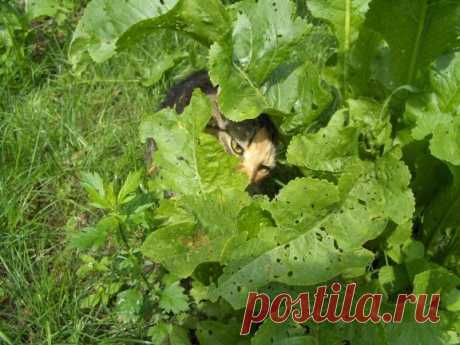 &quot;Давление - на хрен!&quot; (информация гипертоникам).