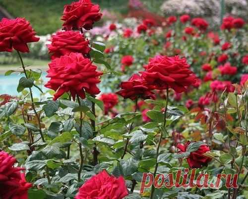Как вырастить красивый розарий?
