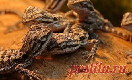 Царство животных в фотографиях