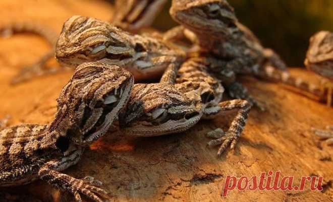 Царство животных в фотографиях