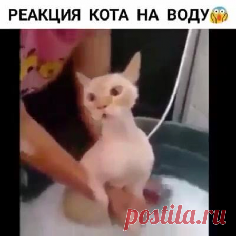 Зеленый Зонтик - Огонь! 😂 У кого там депрессия? Смотреть со...