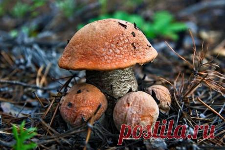 (6) "сад Души"