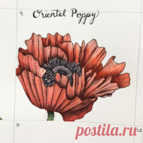 Kristen Afionis в Instagram: «-Poppy- I love poppies and there are so many beautiful varieties and colors. This one is an Oriental Poppy. This type has lots of lovely…» 137 отметок «Нравится», 8 комментариев — Kristen Afionis (@kristenafionis) в Instagram: «-Poppy- I love poppies and there are so many beautiful varieties and colors. This one is an…»