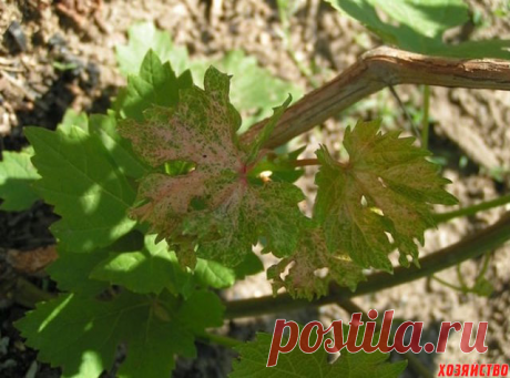 ПОЧЕМУ УСЫХАЮТ ВИНОГРАДНЫЕ РУКАВА