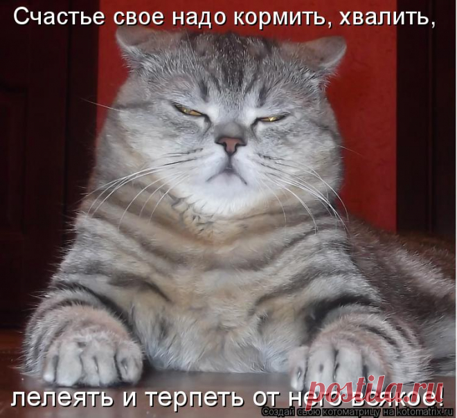 Счастье свое хвостатое надо кормить и хвалить...
