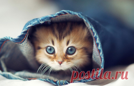 Симпатичные котята обои новой вкладки - Tabify.io