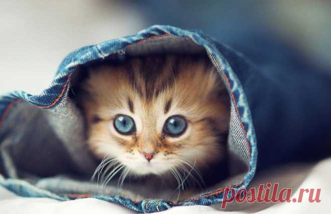 Симпатичные котята обои новой вкладки - Tabify.io