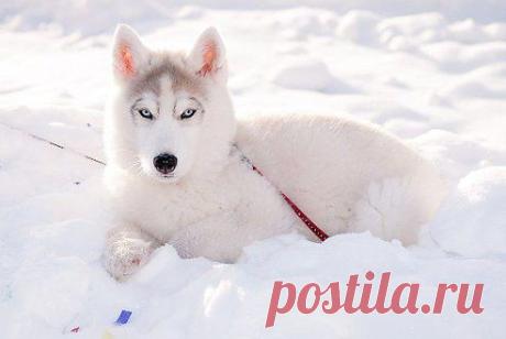 Одноклассники