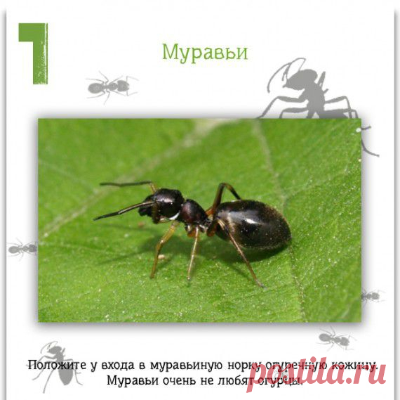 Полезные советы. - Женский Форум - АзериФорум