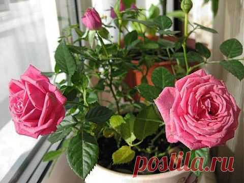 Как вырастить розу из срезанного цветка | Делаем сами
