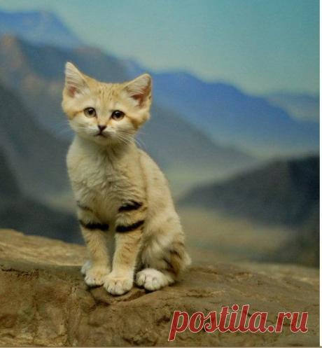 Барханный кот - кот, который всегда остается похожим на котенка / Питомцы
