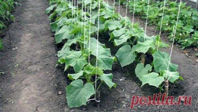 Делаем подкормку сами для обильного плодоношения огурцов