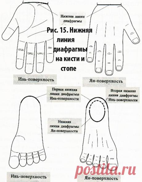 😉: При поиске соответствий органам брюшной полости ориентируются на «нижнюю» диафрагму (рис. 15).