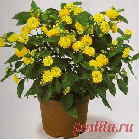 Комнатное растение Лантана (Lantana). Лантана - старинное латинское название калины. Лантану выращивают ради красивых шаровидных соцветий, постепенно меняющих свою окраску. Они могут быть желтыми, красными, оранжевыми, белыми. Родина этих вечнозеленых растений - тропические районы Америки и Африки, где они растут как сорняки. У лантаны грубые морщинистые листья, которые смотрятся не слишком декоративно. С начала XIX в. в культуре поддерживают вид L.camara, выведено много его гибридных форм.
