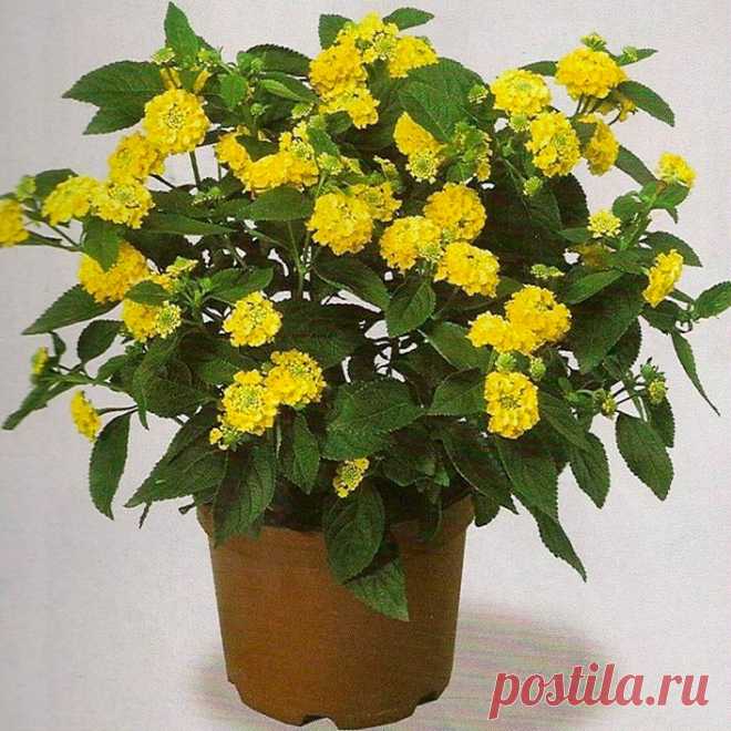 Комнатное растение Лантана (Lantana). Лантана - старинное латинское название калины. Лантану выращивают ради красивых шаровидных соцветий, постепенно меняющих свою окраску. Они могут быть желтыми, красными, оранжевыми, белыми. Родина этих вечнозеленых растений - тропические районы Америки и Африки, где они растут как сорняки.